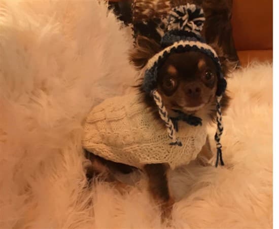 Chihuahua clothes size best sale